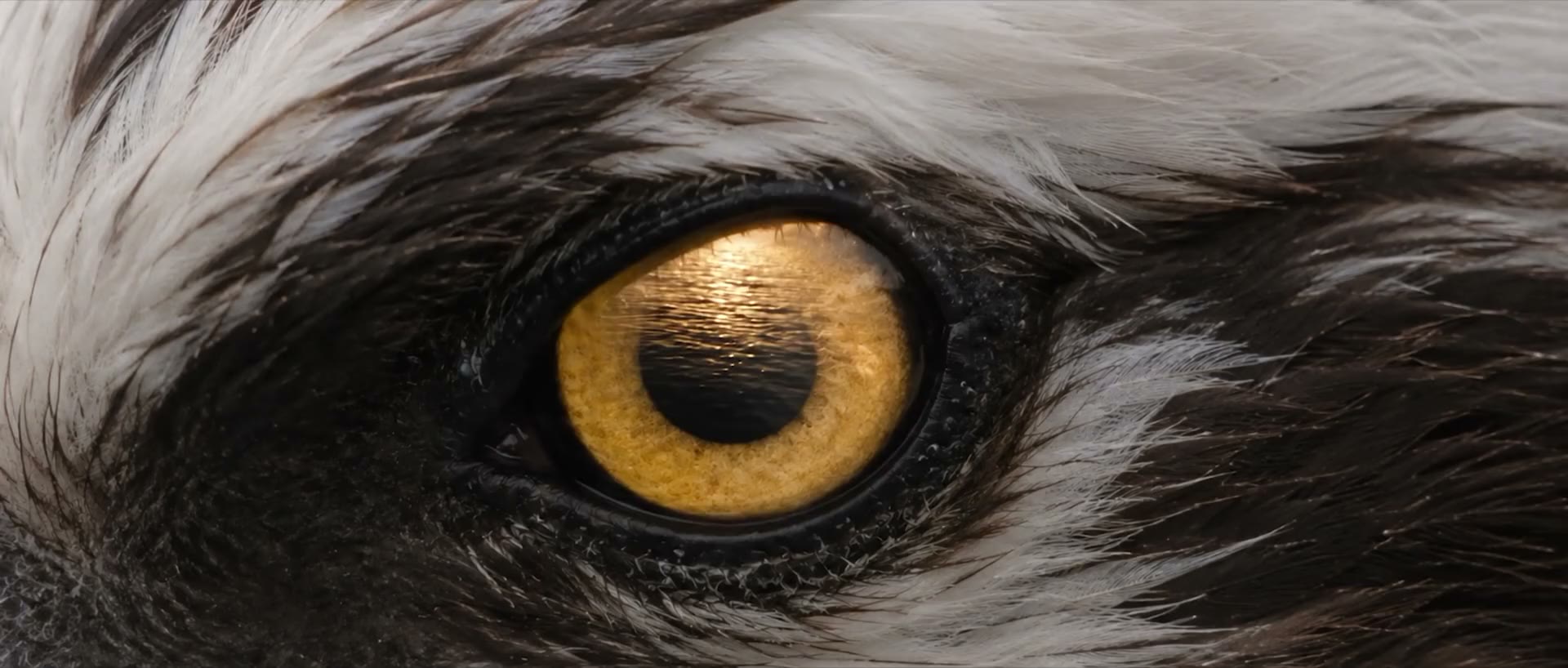 The eye of the osprey in WATCHER