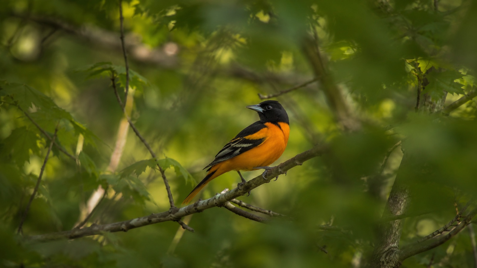 A Baltimore oriole on a branch